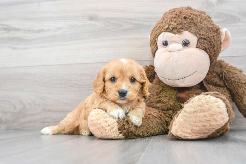 Best Cavapoo Baby