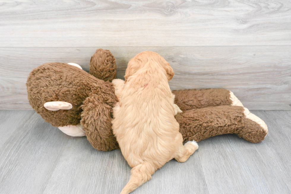 Energetic Cavoodle Poodle Mix Puppy