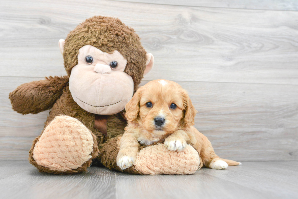 Adorable Cavoodle Poodle Mix Puppy