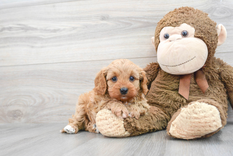 Best Cavapoo Baby