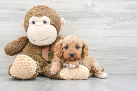 Cavapoo Puppy for Adoption