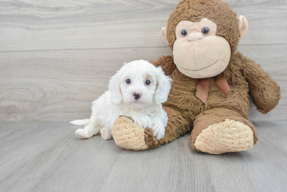 Cavapoo Pup Being Cute