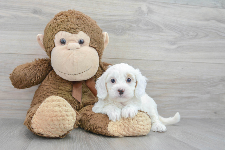 Cavapoo Pup Being Cute