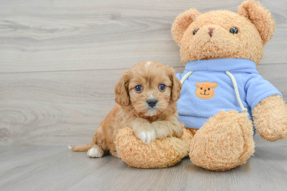 Best Cavapoo Baby