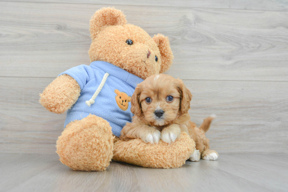 Friendly Cavapoo Baby