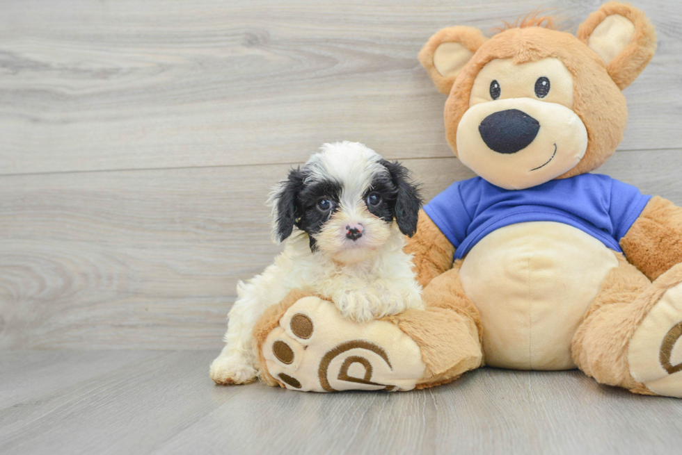 Little Cavoodle Poodle Mix Puppy