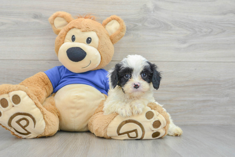 Best Cavapoo Baby