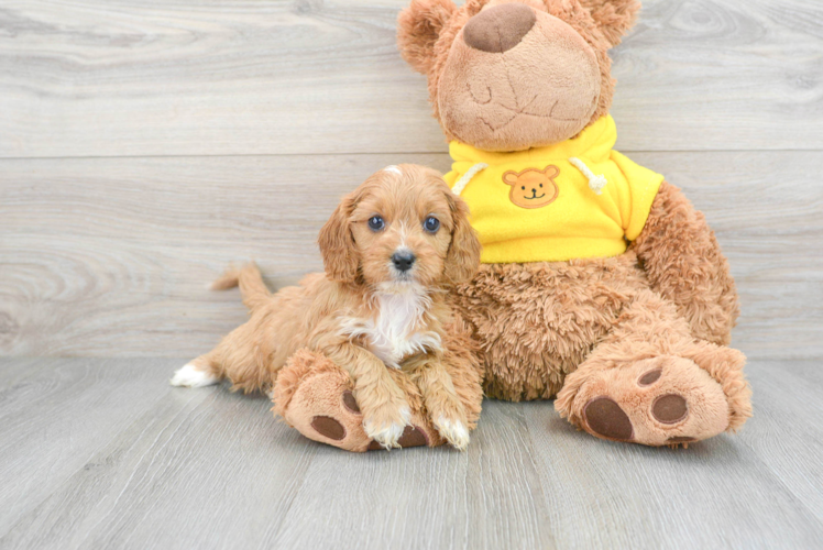 Cavapoo Pup Being Cute