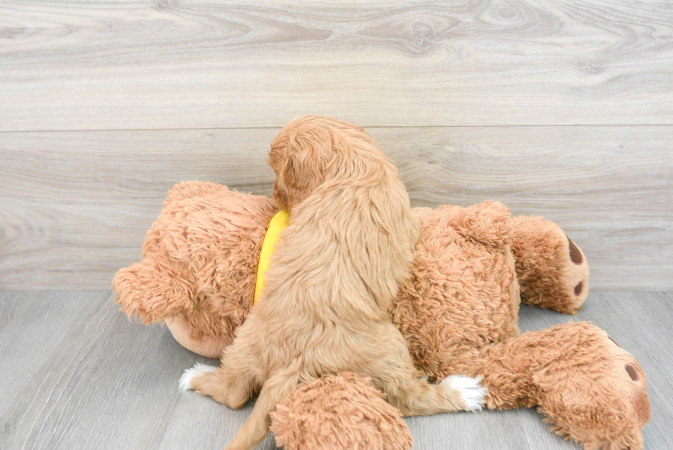 Friendly Cavapoo Baby