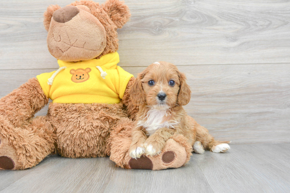 Cavapoo Pup Being Cute