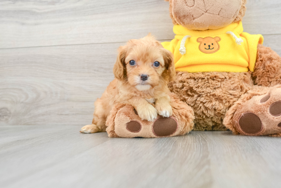 Cavapoo Pup Being Cute