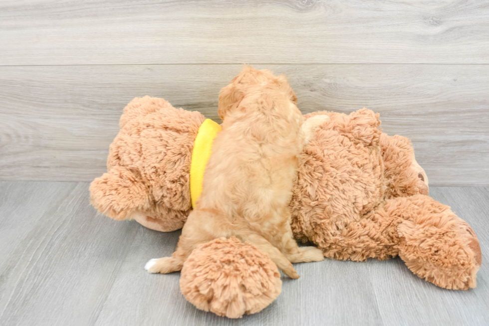 Best Cavapoo Baby