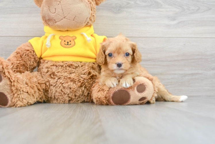 Cavapoo Pup Being Cute