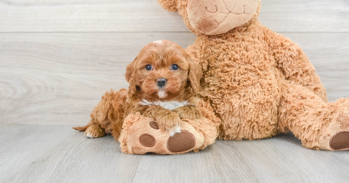 Small Cavapoo Vanessa: 4lb 4oz Doodle Puppy