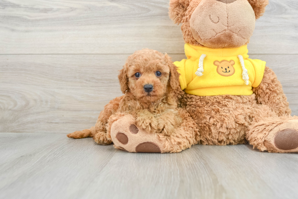 Cavapoo Puppy for Adoption