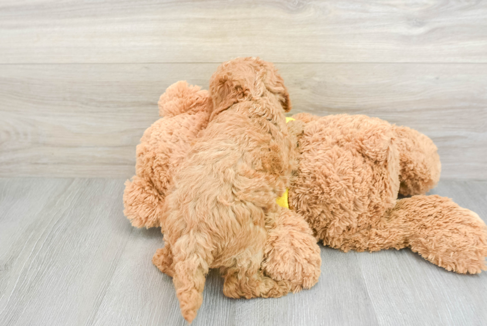 Fluffy Cavapoo Poodle Mix Pup