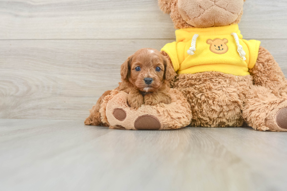 Cavapoo Puppy for Adoption