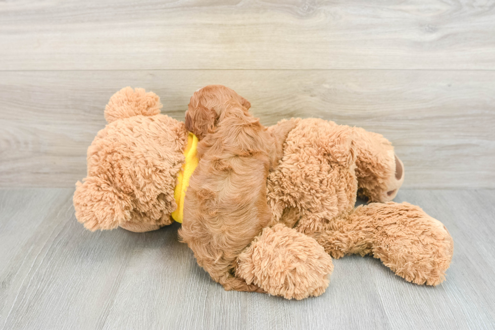 Cavapoo Pup Being Cute