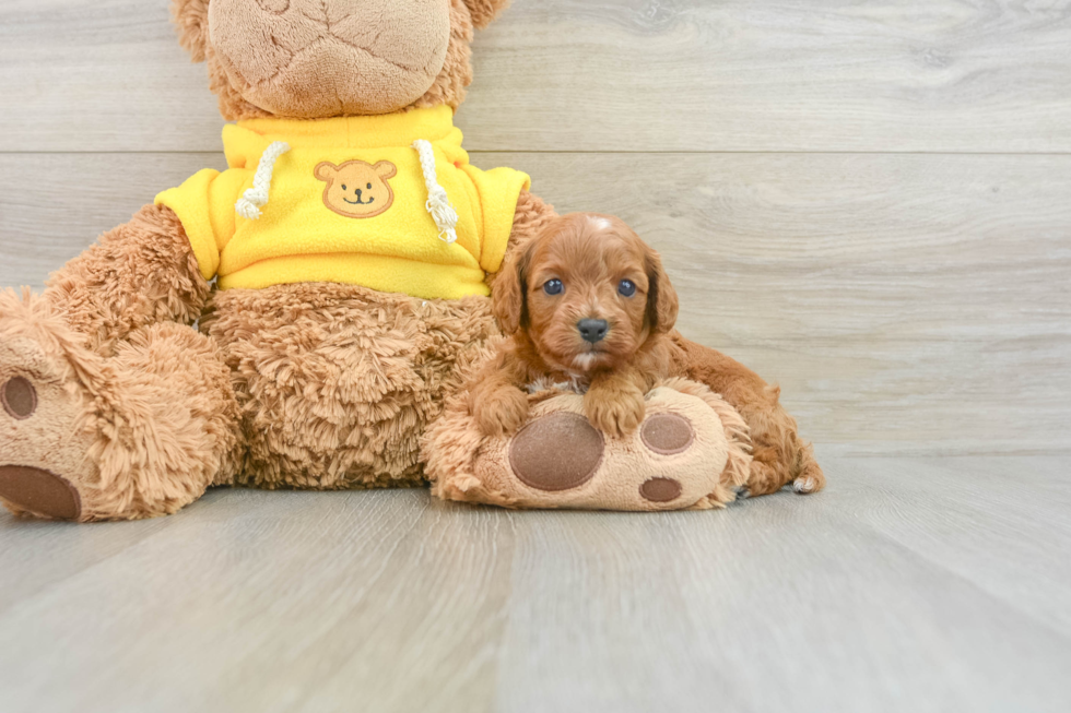 Friendly Cavapoo Baby