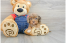 Cavapoo Puppy for Adoption