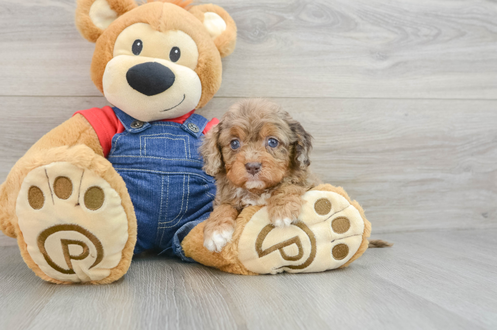 5 week old Cavapoo Puppy For Sale - Premier Pups