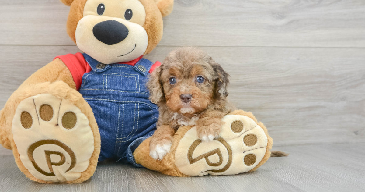 Petite Cavapoo Vanessa: 4lb 2oz Doodle Puppy