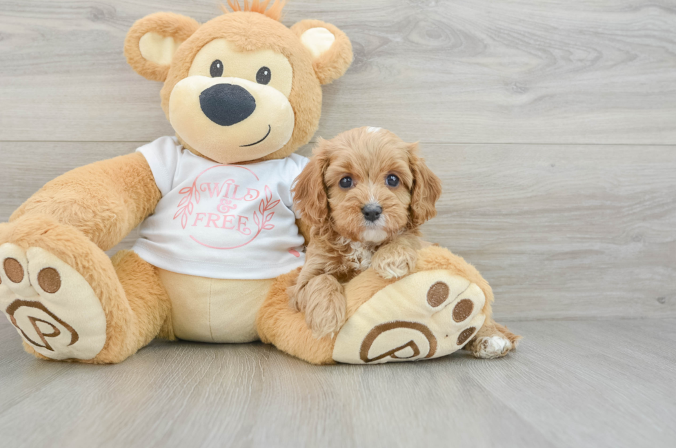 6 week old Cavapoo Puppy For Sale - Premier Pups