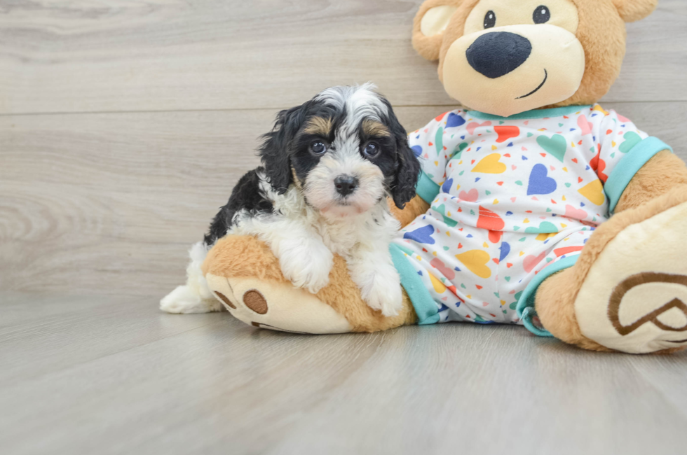 6 week old Cavapoo Puppy For Sale - Premier Pups