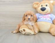 8 week old Cavapoo Puppy For Sale - Premier Pups