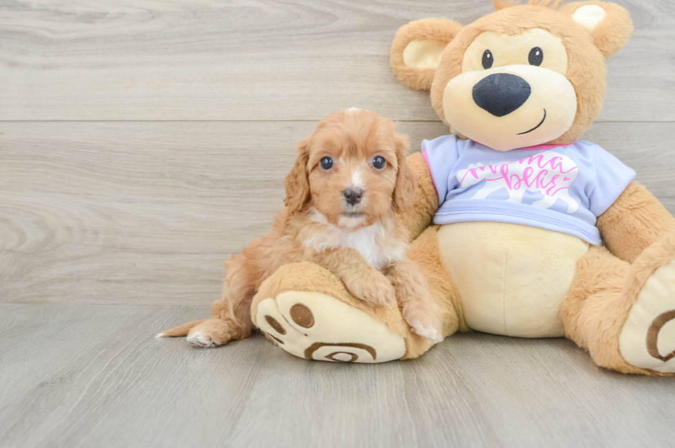 6 week old Cavapoo Puppy For Sale - Premier Pups