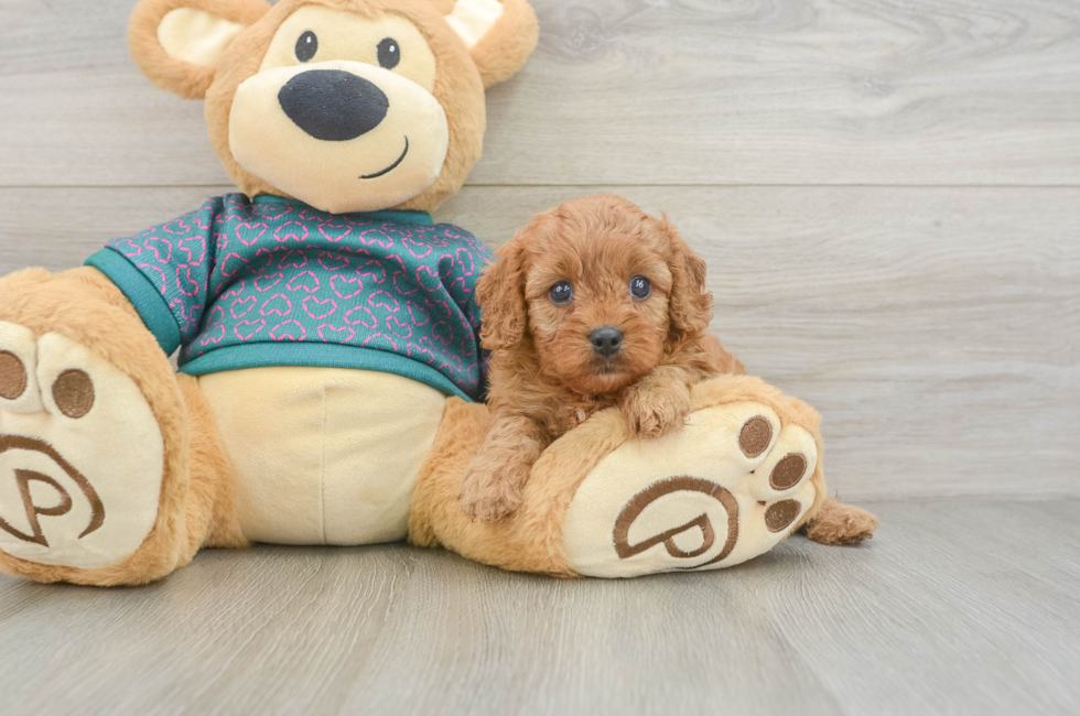 5 week old Cavapoo Puppy For Sale - Premier Pups