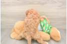 Adorable Cavalier King Charles Spaniel and Poodle Mix Poodle Mix Puppy