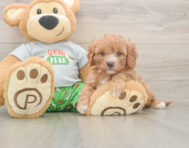8 week old Cavapoo Puppy For Sale - Premier Pups
