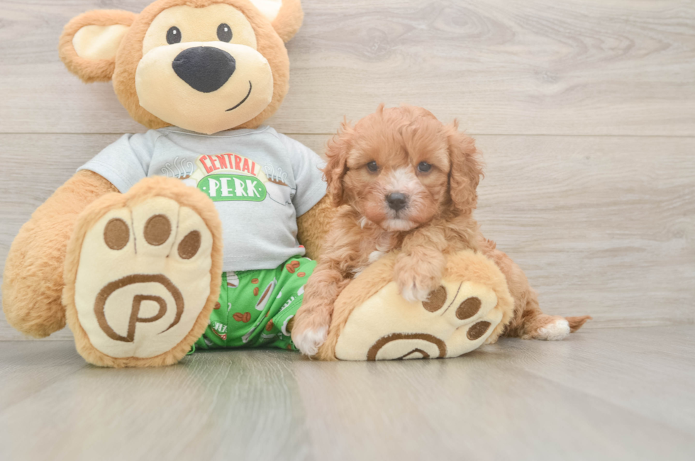 5 week old Cavapoo Puppy For Sale - Premier Pups
