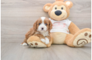 Cavapoo Puppy for Adoption