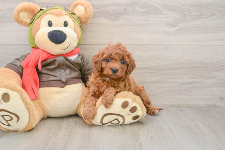 Friendly Cavapoo Baby