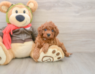 8 week old Cavapoo Puppy For Sale - Premier Pups