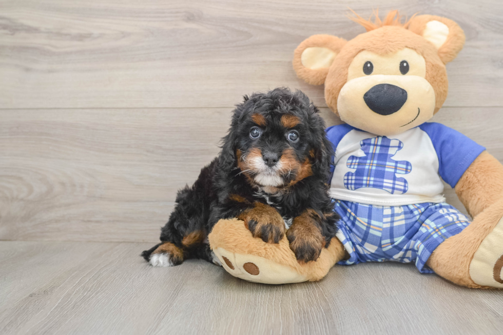 Friendly Cavapoo Baby