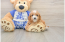 Cute Cavapoo Baby