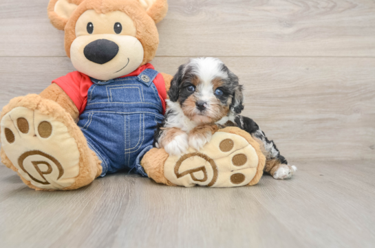 Best Cavapoo Baby