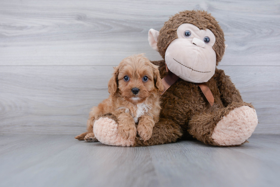 Best Cavapoo Baby