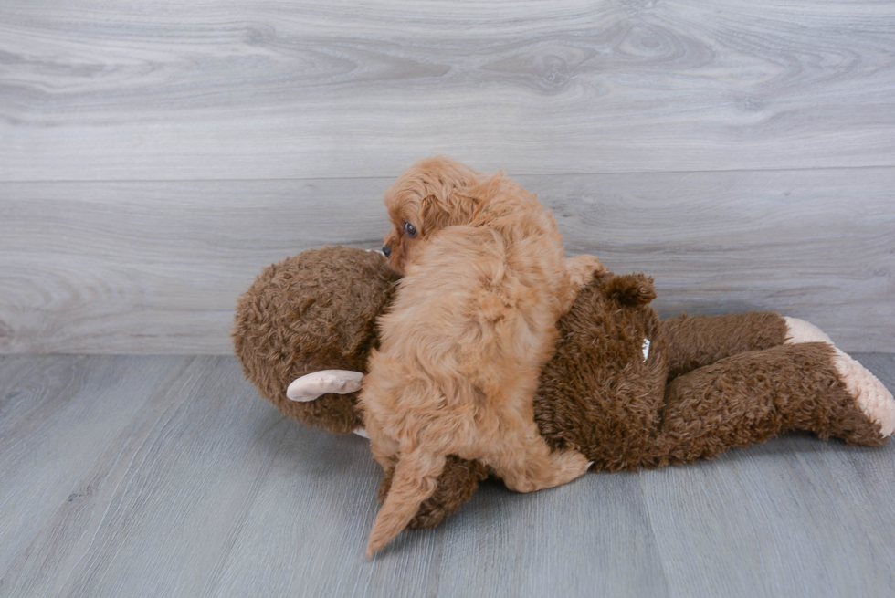 Popular Cavapoo Poodle Mix Pup