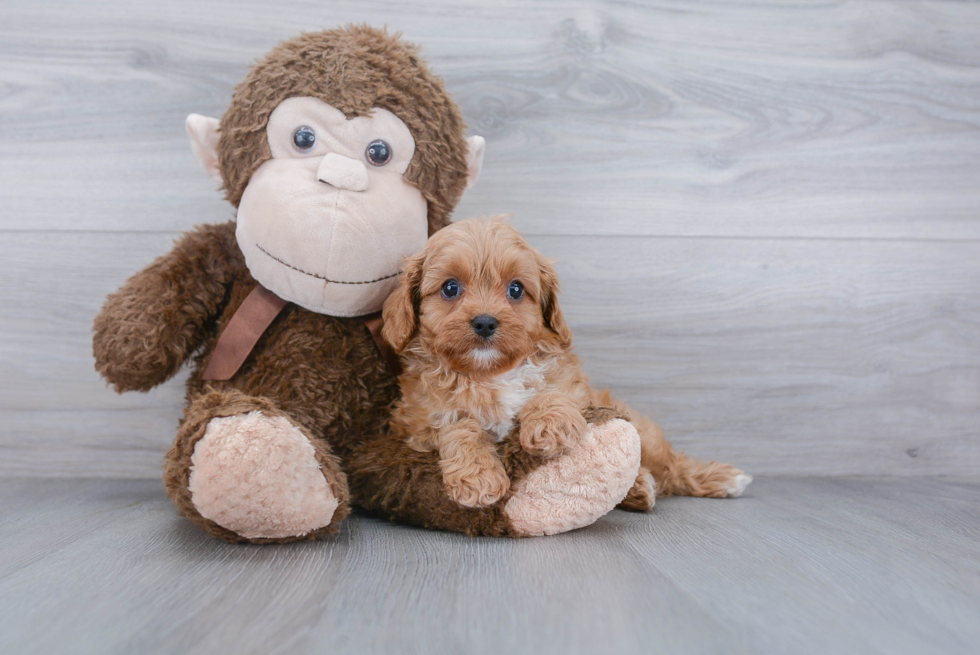 Cavapoo Pup Being Cute