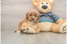 Cavapoo Puppy for Adoption