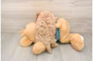 Best Cavapoo Baby