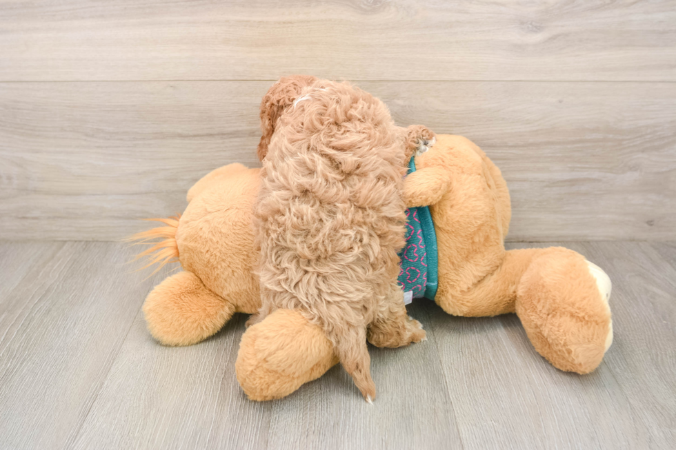 Best Cavapoo Baby