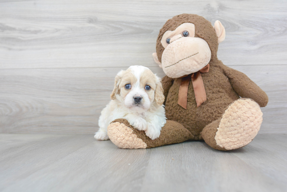 Best Cavapoo Baby