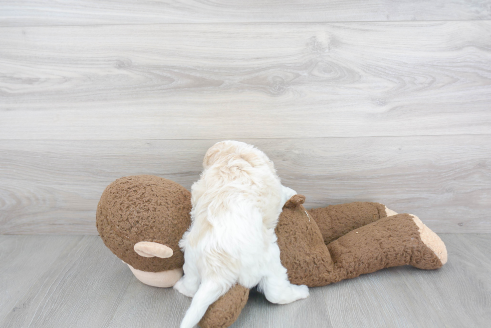 Friendly Cavapoo Baby