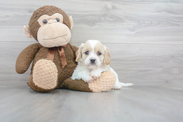 Friendly Cavapoo Baby