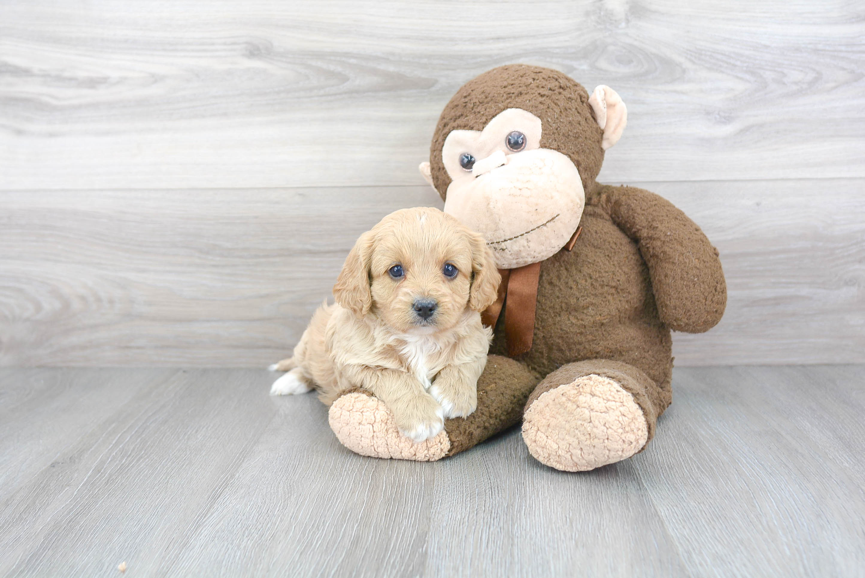 Fluffy Cavapoo Poodle Mix Pup